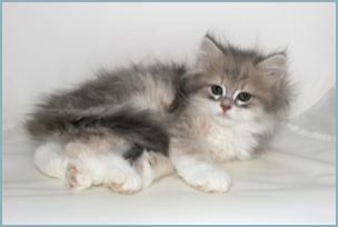 Male Siberian Kitten from Deedlebug Siberian